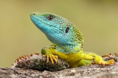 15 Smaragdeidechse - Lacerta viridis