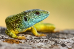 17 Smaragdeidechse - Lacerta viridis