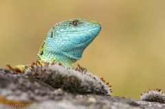 18 Smaragdeidechse - Lacerta viridis