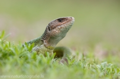 20 Smaragdeidechse - Lacerta viridis