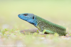 112 Östliche Smaragdeidechse - Lacerta viridis ♂