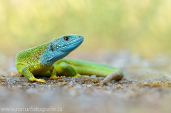 114 Östliche Smaragdeidechse - Lacerta viridis ♂