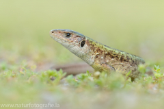 113 Östliche Smaragdeidechse - Lacerta viridis ♀