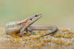 101 Waldeidechse - Zootoca vivipara ♀