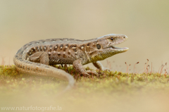 107 Zauneidechse - Lacerta agilis