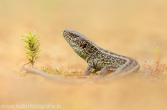 109 Zauneidechse - Lacerta agilis