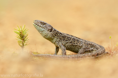 111 Zauneidechse - Lacerta agilis