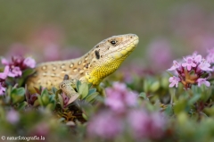 62 Zauneidechse - Lacerta agilis