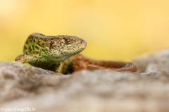 74 Zauneidechse - Lacerta agilis