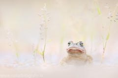 149 Kreuzkröte - Bufo calamita