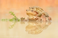 140 Erdkröte - Bufo bufo ♀♂