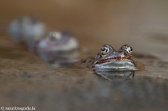 5 Grasfrosch - Rana temporaria