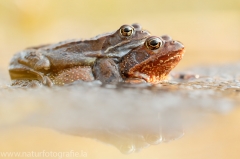 10 Grasfrosch - Rana temporaria