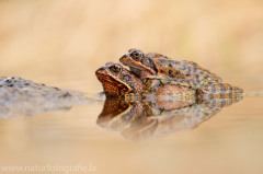 154 Grasfrosch - Rana temporaria