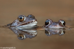 6 Grasfrosch - Rana temporaria