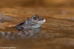 7 Grasfrosch - Rana temporaria