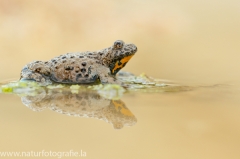 107 Gelbbauchunke - Bombina variegata