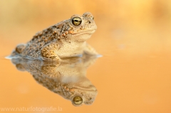 106 Kreuzkröte - Bufo calamita