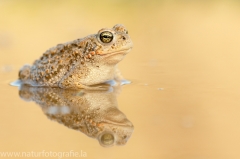 100 Kreuzkröte - Bufo calamita