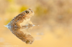 101 Kreuzkröte - Bufo calamita