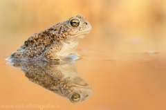 104 Kreuzkröte - Bufo calamita