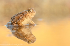 105 Kreuzkröte - Bufo calamita