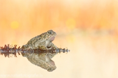 120 Kreuzkröte - Bufo calamita