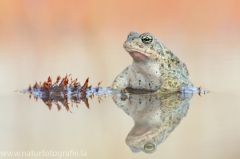 121 Kreuzkröte - Bufo calamita