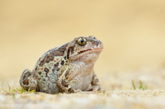 163 Knoblauchkröte - Pelobates fuscus