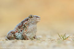 167 Knoblauchkröte - Pelobates fuscus