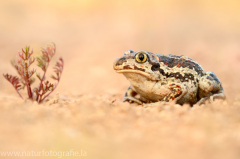 160 Knoblauchkröte - Pelobates fuscus