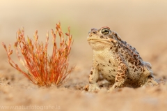 91 Kreuzkröte - Bufo calamita