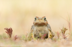 88 Kreuzkröte - Bufo calamita