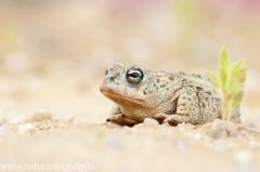 28 Kreuzkröte - Bufo calamita