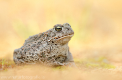 162 Kreuzkröte - Bufo calamita