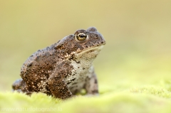 138 Kreuzkröte - Bufo calamita