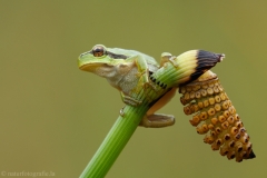 73 Laubfrosch europäisch