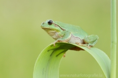 71 Laubfrosch europäisch