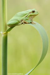 74 Laubfrosch europäisch