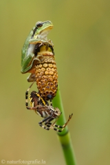 77 Laubfrosch europäisch