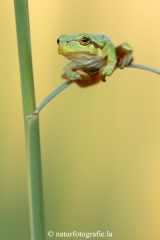 78 Laubfrosch europäisch