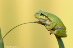 79 Laubfrosch europäisch