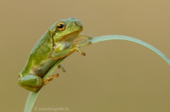 80 Laubfrosch europäisch