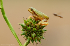 81 Laubfrosch europäisch