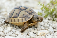 69 Maurische Landschildkröte