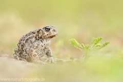 135 Kreuzkröte - Bufo calamita