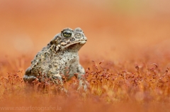 136 Kreuzkröte - Bufo calamita