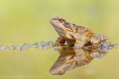 134 Springfrosch - Rana dalmatina