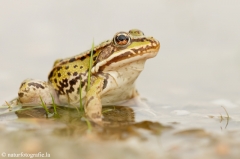 63 Teichfrosch - Pelophylax esculentus