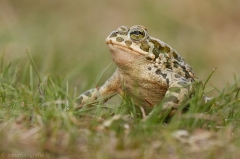 38 Wechselkroete - Bufo viridis